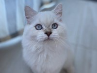 5 Aylık British Longhair Dişi Kedimiz