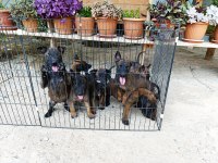 Belçika malinois dişi erkek yavrular