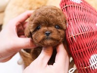 TOY POODLE YAVRULARIMIZ