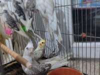 Yeni yeme düşmüş sultanlar