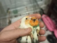 Ağır parçalı parrot takım kuşlar