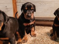 Safkan ev ortamı İstanbul'da Doberman