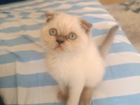 Scottish fold blue point 2 aylık dişi
