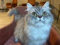 9-10 Aylık Dişi British Longhair (Ücretsiz Sahiplendirme)
