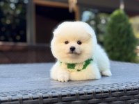 Pomeranıan Bebeği