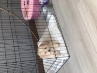 Maltipoo 5 aylık