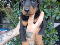 IRK VE SAĞLIK GARANTİ SAF KAN DOBERMAN YAVRULARIMIZ