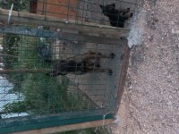 Rezerve iptali simsiyah erkek malinois
