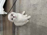 3 aylık uygun scottish fold