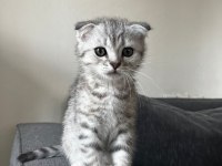 Safkan mini scottish fold ve british yavrular