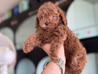 Yasal ruhsatlı çiftlikden toy poodle yavrularımız