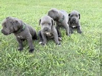 Cane corso bebekler
