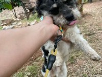 Terrier glen of ımaal