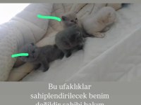Sahiplendirilecek kediler