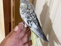44 GÜNLÜK KUSURSUZ SULYAN PAPAĞANI BEBEK