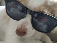 Sevimli terrier kırması kızıma yuva arıyorum