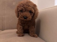 Toy Poodle Yavrularım Yeni Sahibini Bekliyor