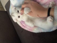 Scottish fold iki aylık
