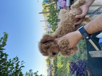 TOY POODLE YAVRUMUZ YUVA ARIYOR