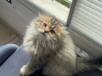 Dişi british longhair