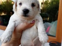 Çok sevimli mınnaklar maltipoo
