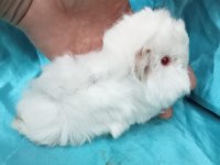 Yeni guinea pig yavrularımızı görmeden Karar vermeyin