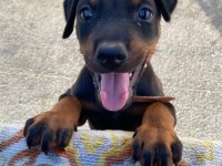 Safkan uyguna doberman köpeği