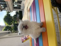 Top Kafa British Longhair Blue Point