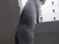 Tam bir aile kedisi çok akıllı ve sağlıklı scottish fold
