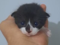 3 adet yavru 1.5 haftalık scottish fold