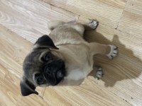 1 yetişkin dişi 1 dişi ve 1 erkek yavru pug toplu