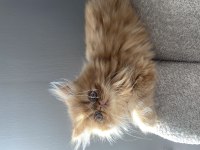 Mutlu yuva huzurlu aile dostları exotic shorthair