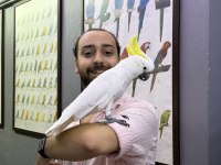 Sülfür Kakadu Papağanımız Eğitimli Konuşan