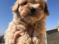 Ruhsatlı köpek çifliğinden maltipoo yavrular 