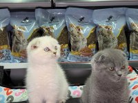 Scottish Fold kardeşler