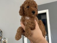 Toy poodle ev doğum