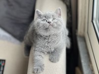 Evinizin Neşesi Olacak Brtish Shorthair Yavrum