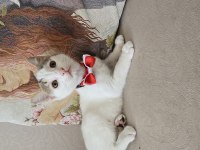 KİBAR SURATLI KEDİMİZ KIZIM FERİHA