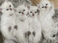 British shorthair blue point longhair ve shorthair