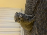 British Shorthair Yavrular