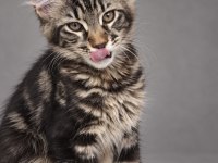 Dev erkek maine coon orman rengi