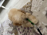 Kocaeli toy poodle