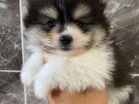 Orjinal Minyatür pomeranian