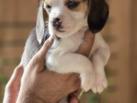 Safkan Beagle Yavruları
