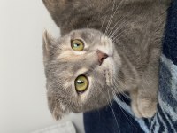 Dişi scottish fold kedimiz