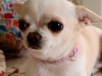 Şivava (chihuahua) yavruları