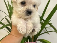 Maltipoo yavru dişi köpeğimiz