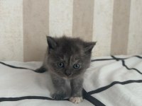 Russian blue ile british longhair melezleri 2 aylık