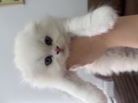Bembeyaz mavi gözlü scottish longhair erkek yavrularımız