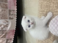 Çok Sevimli Scottish Fold Kızımız Yeni Yuvasına Hazır